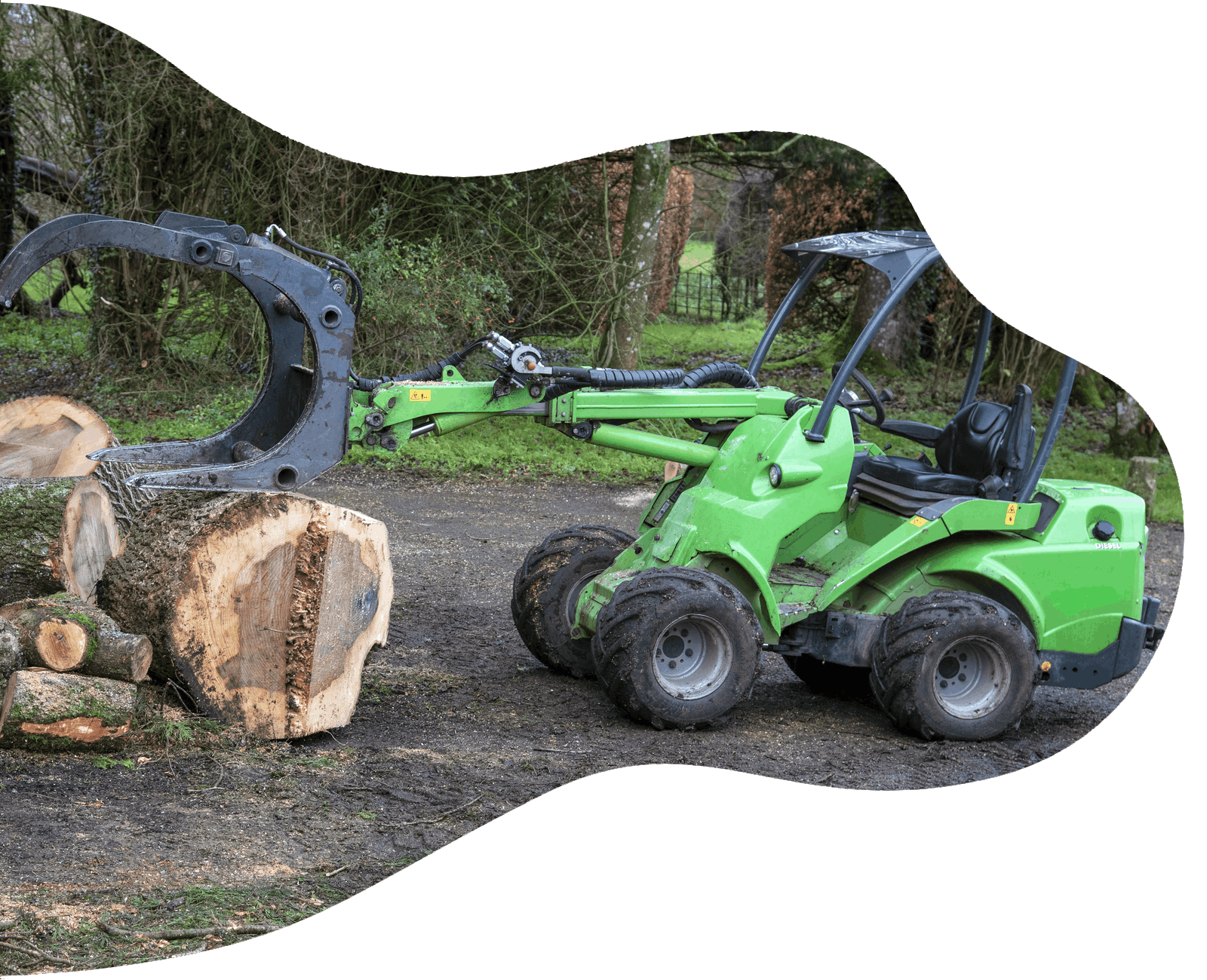 Tree Felling Tree Removal 