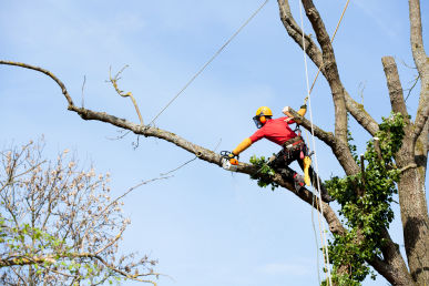 Tree Felling Bromley Common