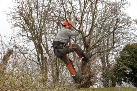 Tree Surgeons Near Bromley Common